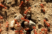 fire-ants