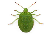 green-shield-beetle