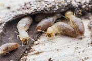 winter-termites