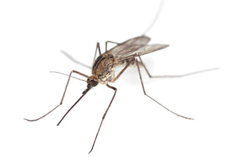 mosquito control San Antonio