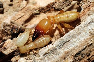 Termites controll