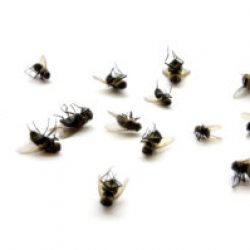 Pest Control San Antonio - Fly control