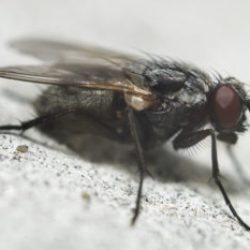 pest control - house flies