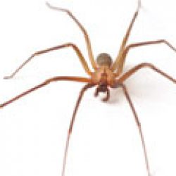 brown-recluse