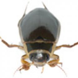 diving-beetle