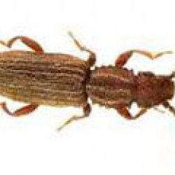 grain-beetle