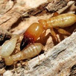 Termites controll