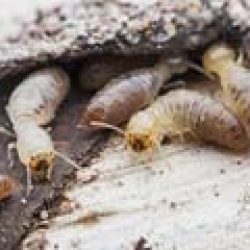 termite treatment san antonio