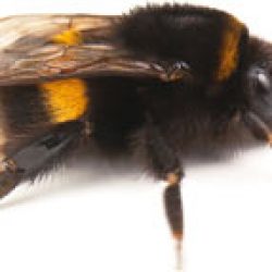 bumble bee