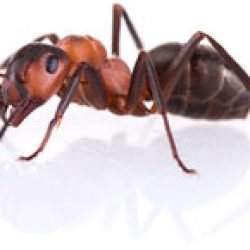 Ant Control San Antonio