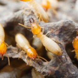 Termite inspection San Antonio
